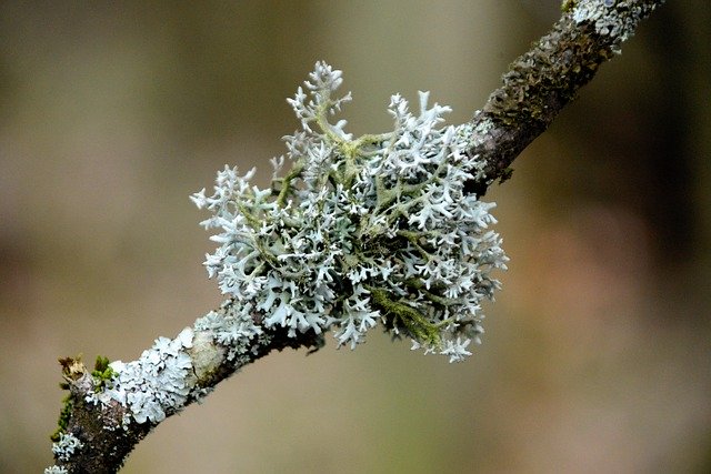 Bezpłatne pobieranie Gałąź warkocza Lichen Tree - bezpłatne zdjęcie lub obraz do edycji za pomocą internetowego edytora obrazów GIMP