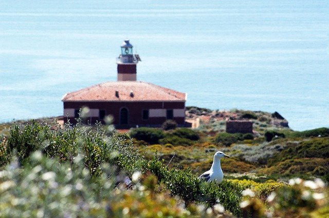 Scarica gratuitamente Lighthouse Island Seagull: foto o immagini gratuite da modificare con l'editor di immagini online GIMP