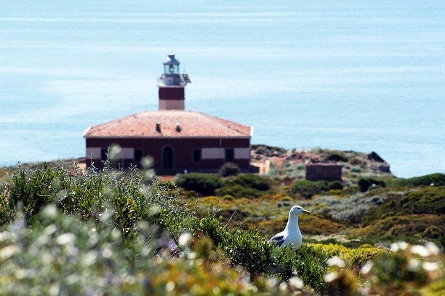 Kostenloser Download Lighthouse Island Seagull - kostenloses Foto oder Bild zur Bearbeitung mit GIMP Online-Bildbearbeitung