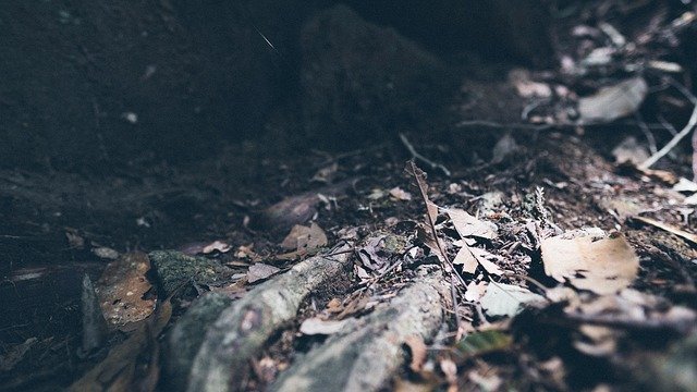 Muat turun percuma templat foto percuma Light Leaves Shade Mountain untuk diedit dengan editor imej dalam talian GIMP