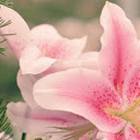 Light pink lilies  screen for extension Chrome web store in OffiDocs Chromium
