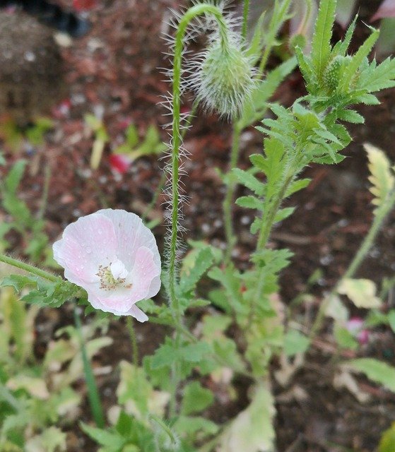 Free download Light Pink Poppy -  free free photo or picture to be edited with GIMP online image editor