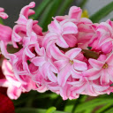 Light Purple Flower Branch  screen for extension Chrome web store in OffiDocs Chromium