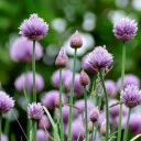 Light purple flowers  screen for extension Chrome web store in OffiDocs Chromium