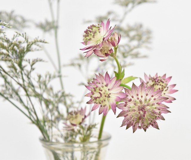 Free download Light Purple Flowers Spring -  free photo or picture to be edited with GIMP online image editor