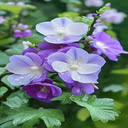 Light purple flower wallpaper  screen for extension Chrome web store in OffiDocs Chromium