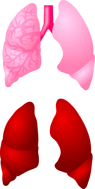 Free download Light The Anatomy Of A Organ - Free vector graphic on Pixabay free illustration to be edited with GIMP free online image editor