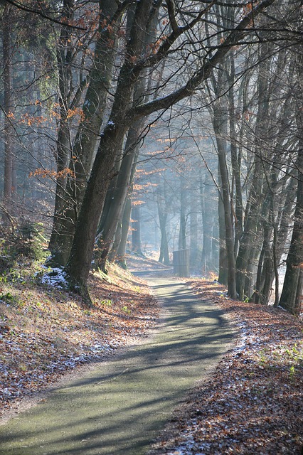 Muat turun percuma templat foto percuma Light Winter Sunrise untuk diedit dengan editor imej dalam talian GIMP