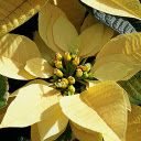 Light yellow poinsettia flowers  screen for extension Chrome web store in OffiDocs Chromium