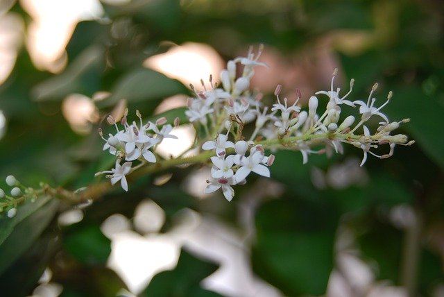 Free download Ligustrum Japonicum Privet Flower -  free photo or picture to be edited with GIMP online image editor