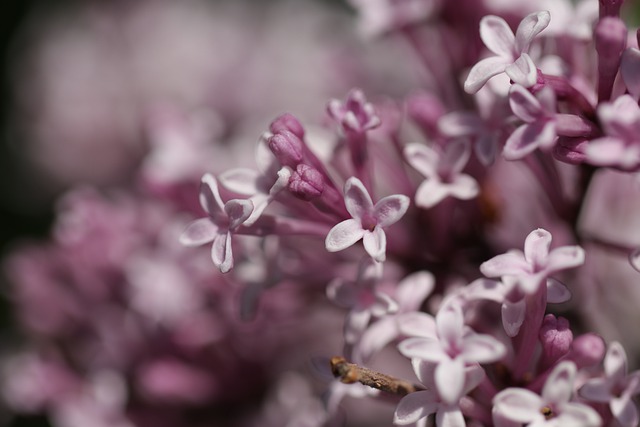 Free download lilac be vulgaris tree bush bloom free picture to be edited with GIMP free online image editor