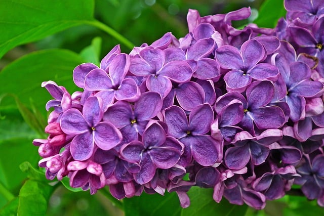 Free download lilac bloom flower nature blossom free picture to be edited with GIMP free online image editor
