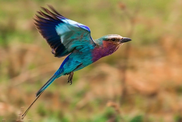 Free download lilac breasted roller bird animal free picture to be edited with GIMP free online image editor