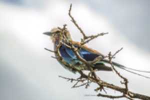 Free download Lilac breasted roller free photo or picture to be edited with GIMP online image editor