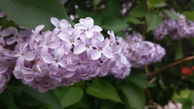 Free download Lilac Filter Flowers -  free photo or picture to be edited with GIMP online image editor