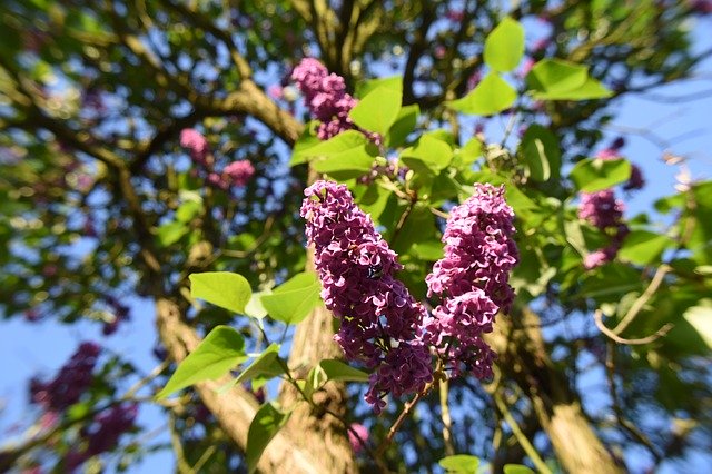 Descarga gratuita Lilac Flower Flowers: foto o imagen gratuita para editar con el editor de imágenes en línea GIMP