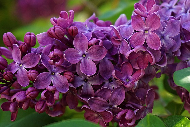 Free download lilac flower no purple garden free picture to be edited with GIMP free online image editor