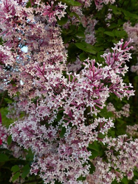 Безкоштовно завантажте Lilac Flowers Bloom — безкоштовну фотографію чи зображення для редагування за допомогою онлайн-редактора зображень GIMP