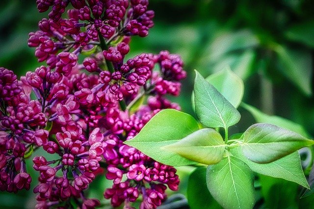 Gratis download Lilac Flowers Nature - gratis foto of afbeelding om te bewerken met GIMP online afbeeldingseditor