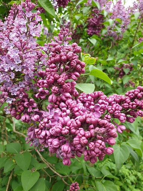 Unduh gratis Lilac Garden Spring - foto atau gambar gratis untuk diedit dengan editor gambar online GIMP