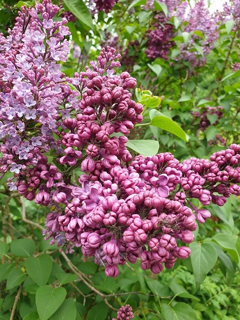 Tải xuống miễn phí Lilac Garden Spring - ảnh hoặc ảnh miễn phí được chỉnh sửa bằng trình chỉnh sửa ảnh trực tuyến GIMP