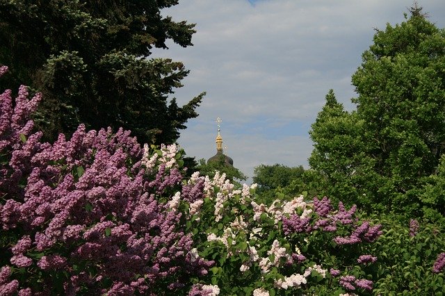 Gratis download Lilac Landscape Sky Botanical - gratis foto of afbeelding om te bewerken met GIMP online afbeeldingseditor