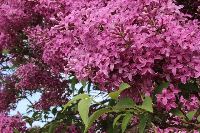 Unduh gratis Lilac Pink Blossom - foto atau gambar gratis untuk diedit dengan editor gambar online GIMP