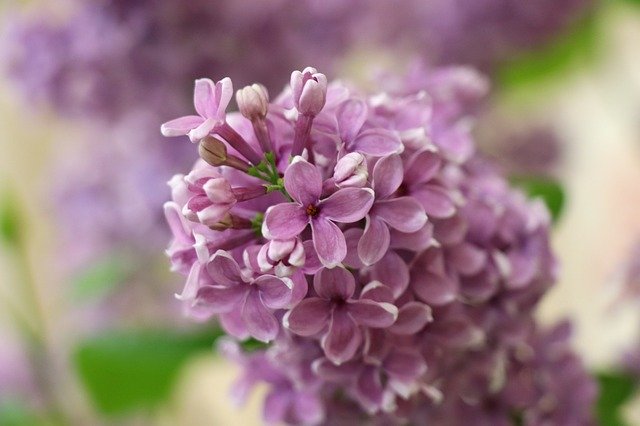 Free download Lilac Pink Branch -  free photo or picture to be edited with GIMP online image editor