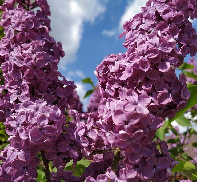 Free download Lilac Purple Flowers -  free photo or picture to be edited with GIMP online image editor