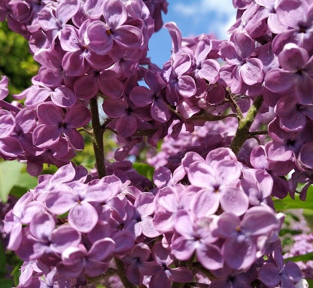 Free download Lilac Purple Flowers The Smell Of -  free photo or picture to be edited with GIMP online image editor