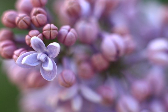 Descărcare gratuită Lilac Purple Pink - fotografie sau imagini gratuite pentru a fi editate cu editorul de imagini online GIMP