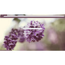 Lilacs  screen for extension Chrome web store in OffiDocs Chromium