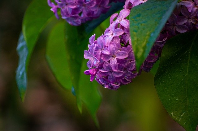Free picture Lilacs Drops Lilac -  to be edited by GIMP free image editor by OffiDocs