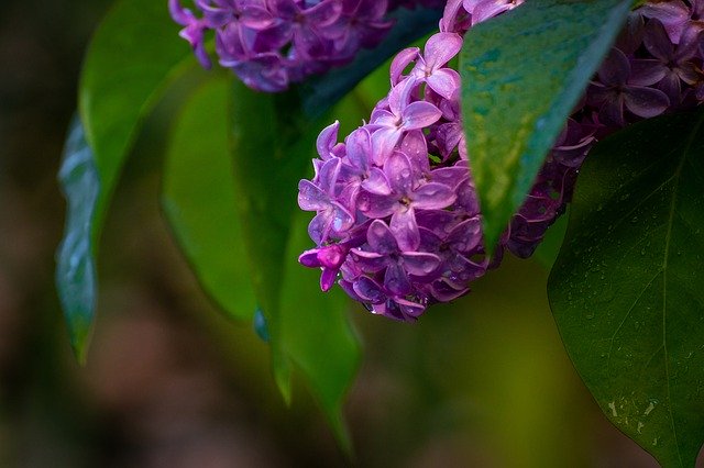 Free download Lilacs Drops Lilac -  free photo or picture to be edited with GIMP online image editor