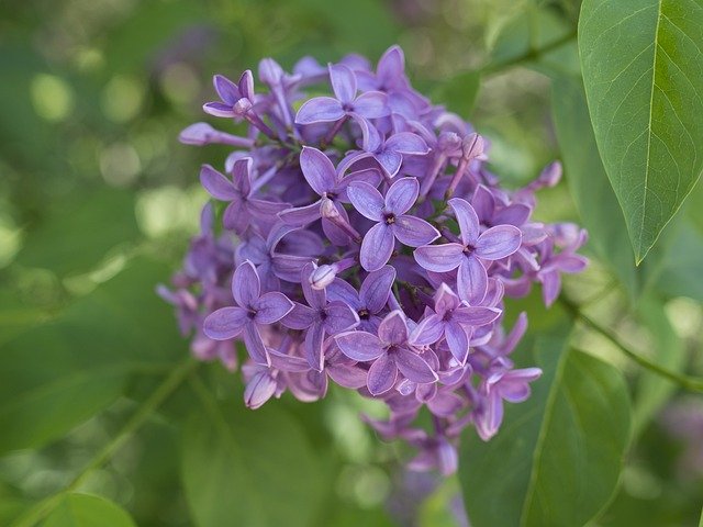 Free download Lilac Spring Garden -  free photo or picture to be edited with GIMP online image editor