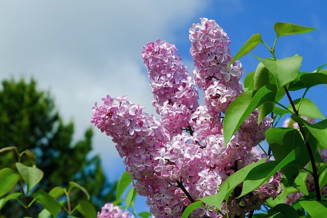 Free download lilac spring sky landscape nature free picture to be edited with GIMP free online image editor