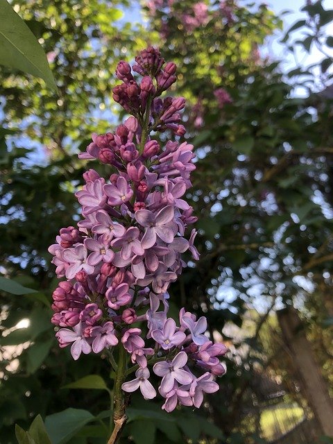 Free download Lilac Syringa Spring Purple -  free photo or picture to be edited with GIMP online image editor
