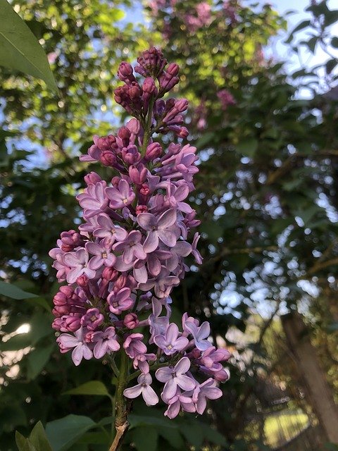 Téléchargement gratuit Lilac Syringa Spring Purple - photo ou image gratuite à éditer avec l'éditeur d'images en ligne GIMP