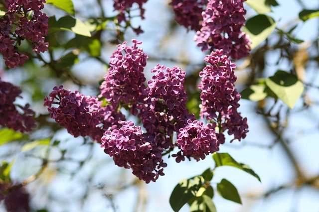 Free download Lilac Tree Flowers free photo template to be edited with GIMP online image editor