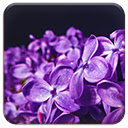 Lilac Violet Flowers  screen for extension Chrome web store in OffiDocs Chromium