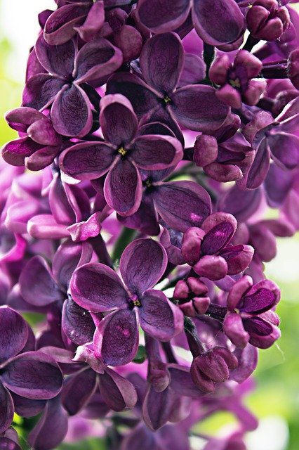 Muat turun percuma Lilac Violet Purple - foto atau gambar percuma untuk diedit dengan editor imej dalam talian GIMP
