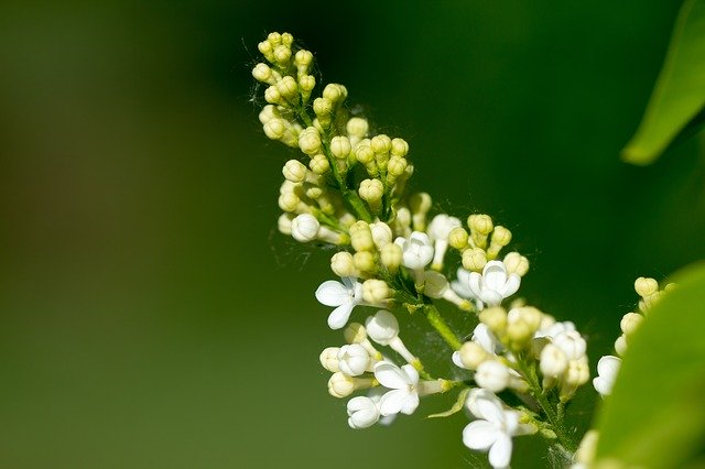 Muat turun percuma Lilac White Flowers - foto atau gambar percuma untuk diedit dengan editor imej dalam talian GIMP