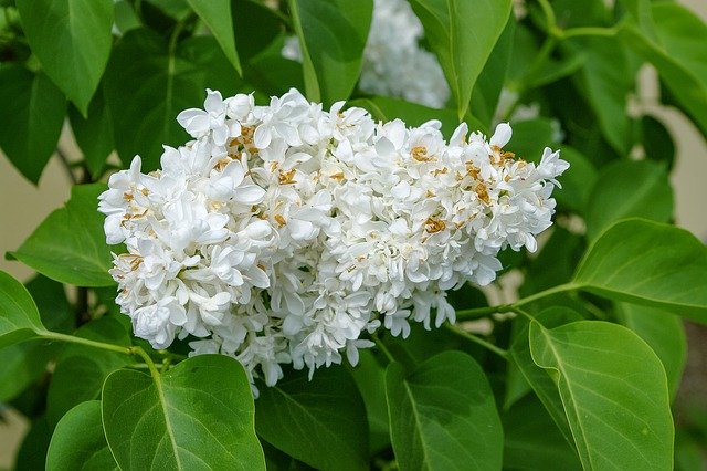 Muat turun percuma Lilac Without Spring - foto atau gambar percuma untuk diedit dengan editor imej dalam talian GIMP