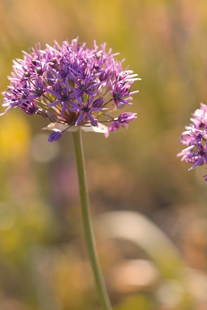 Free download lila flora nature allium free picture to be edited with GIMP free online image editor
