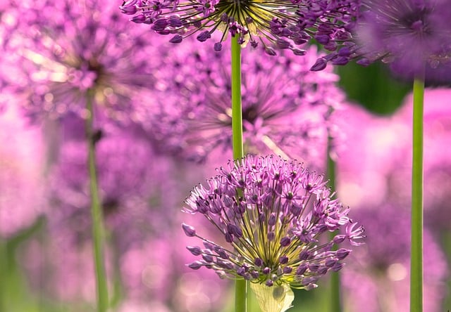 Free download lila flora nature chives blossoms free picture to be edited with GIMP free online image editor