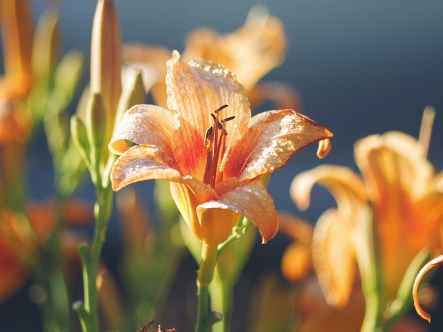 Descarga gratuita Lila Orange Flower - foto o imagen gratuita para editar con el editor de imágenes en línea GIMP