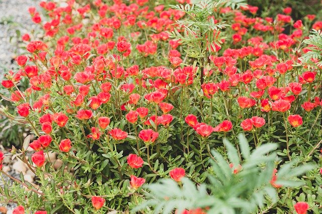 Ücretsiz indir Liliales Çiçek Çiçekleri - GIMP çevrimiçi resim düzenleyici ile düzenlenecek ücretsiz fotoğraf veya resim