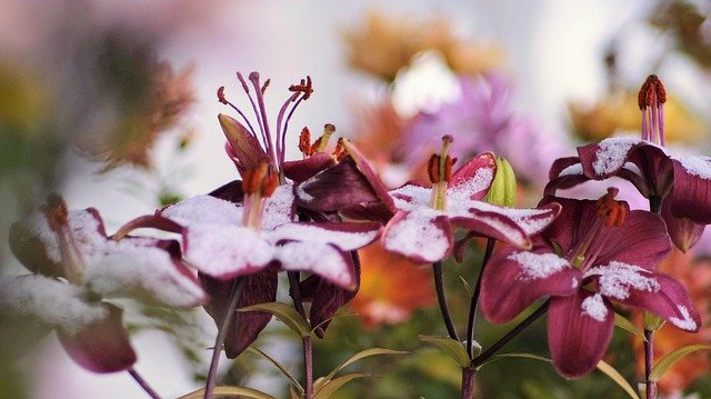 Unduh gratis Lilies Autumn Winter - foto atau gambar gratis untuk diedit dengan editor gambar online GIMP