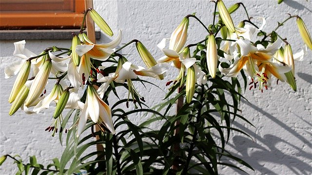 Muat turun percuma Lilies Flowers Close Up - foto atau gambar percuma untuk diedit dengan editor imej dalam talian GIMP