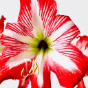 Lilies in Bloom  screen for extension Chrome web store in OffiDocs Chromium